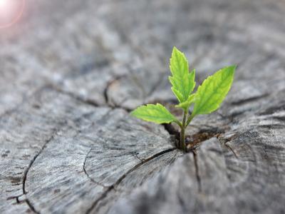 家人是照顧高齡者還是想照顧他的財產？【下篇】－如何構成偽造文書罪及共犯