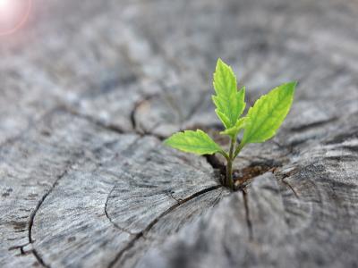 刑法§239通姦罪（通姦罪違憲，立法院於2021年5月已三讀刪除本條）
